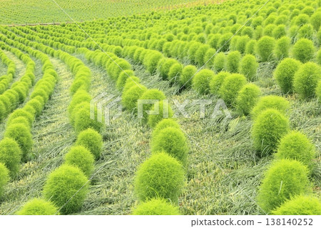 七月左右的小地膚草植株 七月左右的小地膚草植株 138140252