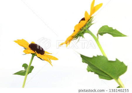 Miniature sunflowers in full bloom 138140255