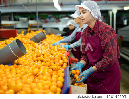 Young women sorts tangerines on a conveyor line. Fruit quality check. Young women sorts tangerines on a conveyor line. Fruit quality check. 138140305