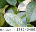 Leaves wet with rain 138140409