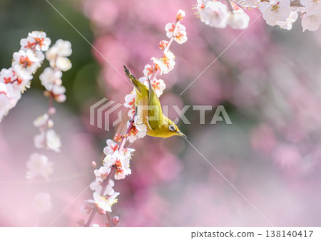梅花和白眼 梅花和白眼 138140417