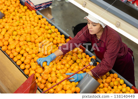 Young positive cheerful woman worker in colored uniform sorts fresh ripe mandarins in packing plant. Top view. Young positive cheerful woman worker in colored uniform sorts fresh ripe mandarins in packing plant. Top view. 138140449