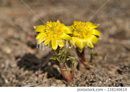 Adonis amurensis 3 138140619