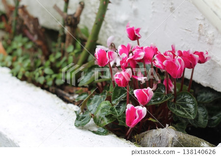 Pink Cyclamen Flowers In English Apartment Garden 138140626