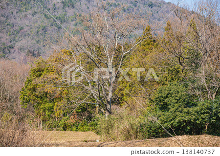 Mixed forest in the Kosei region, Kitakomatsu, Otsu City, Shiga Prefecture Mixed forest in the Kosei region, Kitakomatsu, Otsu City, Shiga Prefecture 138140737