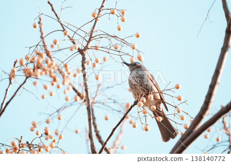 一隻棕耳鵯棲息在苦楝樹上。 一隻棕耳鵯棲息在苦楝樹上。 138140772