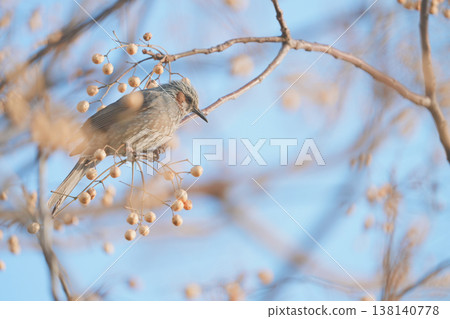 A brown-eared bulbul perched on a chinaberry tree. A brown-eared bulbul perched on a chinaberry tree. 138140778