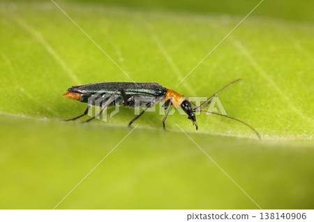This insect, *Camponotus japonicus*, is poisonous, so "do not touch, it's dangerous." The orange-yellow color on its thorax and abdomen is likely a warning color. This insect, *Camponotus japonicus*, is poisonous, so "do not touch, it's dangerous." The orange-yellow color on its thorax and abdomen is likely a warning color. 138140906