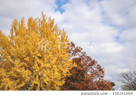 Golden Autumn Trees in a Park with Yellow and Red Foliag Nov 28 2025 138141009