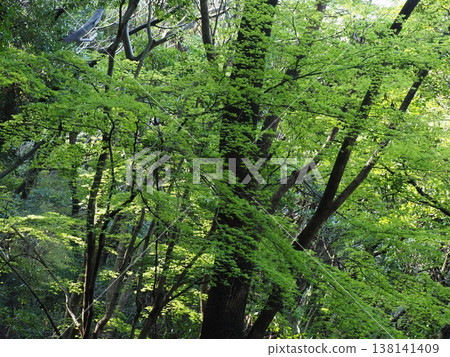 Trees bathed in sunlight in a forest of fresh greenery Trees bathed in sunlight in a forest of fresh greenery 138141409
