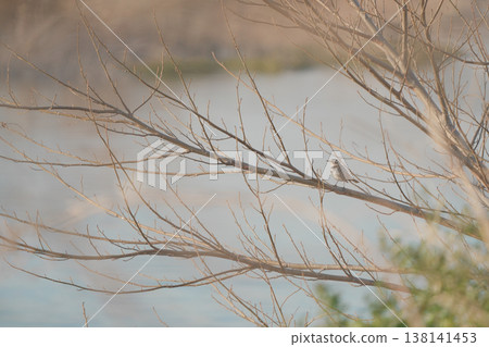 A thrush perched on a branch along the river. A thrush perched on a branch along the river. 138141453