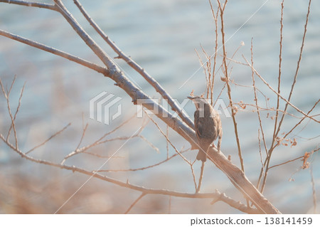 一隻畫眉鳥棲息在河邊的樹枝上。 一隻畫眉鳥棲息在河邊的樹枝上。 138141459