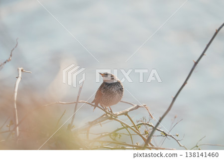 一隻畫眉鳥棲息在河邊的樹枝上。 138141460