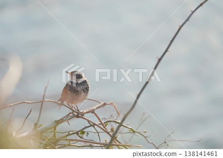 一隻畫眉鳥棲息在河邊的樹枝上。 一隻畫眉鳥棲息在河邊的樹枝上。 138141461
