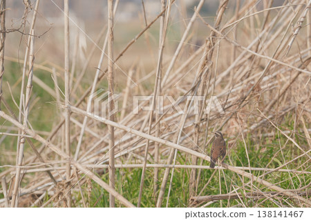 A thrush perched on a withered reed. A thrush perched on a withered reed. 138141467