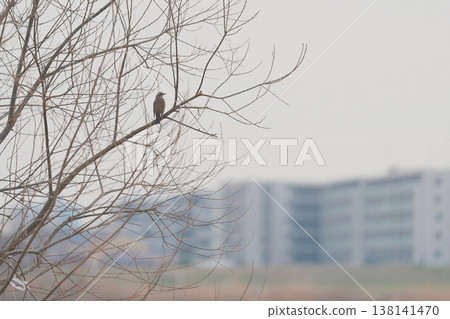 Thrush stuck in a branch Thrush stuck in a branch 138141470