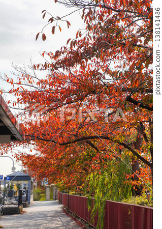 Autumn foliage of cherry trees along the Kamo River Autumn foliage of cherry trees along the Kamo River 138141486