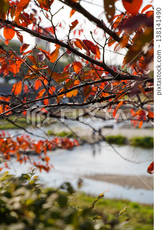 Autumn foliage of cherry trees along the Kamo River 138141490