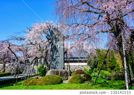 Tokyo, Fuchu City, Togo-ji Temple, Weeping Cherry Tree 138141533