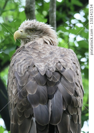 A detailed view of a white-tailed eagle's entire body and feathers, and a side view of the bird of prey. A detailed view of a white-tailed eagle's entire body and feathers, and a side view of the bird of prey. 138141534