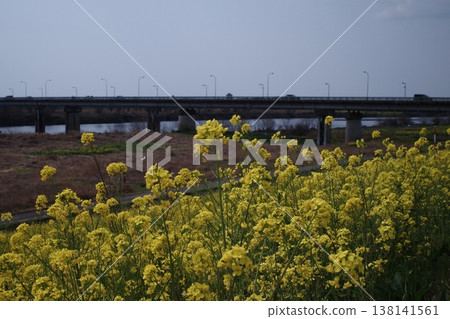 一幅有橋和油菜花的風景畫 138141561