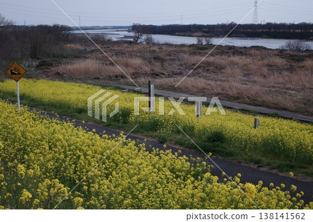 河邊盛開著油菜花的景色。 河邊盛開著油菜花的景色。 138141562