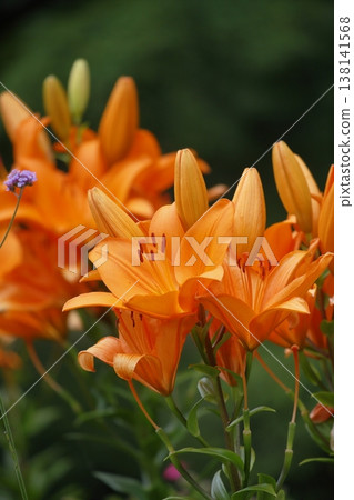 Orange lily flowers Orange lily flowers 138141568