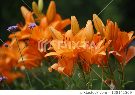Orange lily flowers Orange lily flowers 138141569