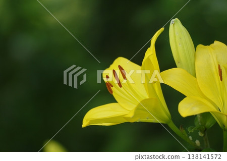 Yellow Squash Lily Flower Yellow Squash Lily Flower 138141572