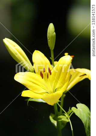 Yellow Squash Lily Flower Yellow Squash Lily Flower 138141573
