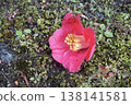 Camellia flower that fell to the ground 138141581