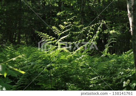 Bracken Fern New Growth In Mountain Forest Bracken Fern New Growth In Mountain Forest 138141761