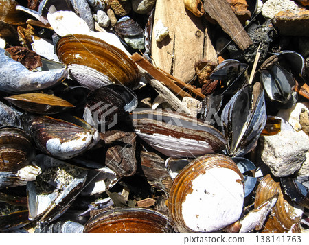 Many Seashells On Pacific Shores Many Seashells On Pacific Shores 138141763