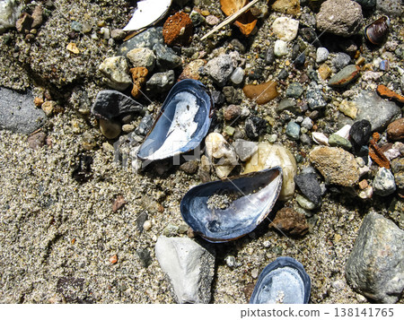 Blue Mussel Shells Scattered On Shore Blue Mussel Shells Scattered On Shore 138141765