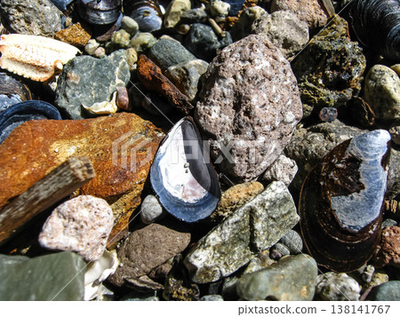 Blue Mussel Shells Scattered On Shore Blue Mussel Shells Scattered On Shore 138141767