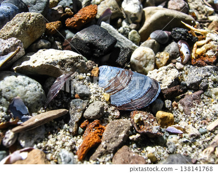Blue Mussel Shells Scattered On Shore Blue Mussel Shells Scattered On Shore 138141768