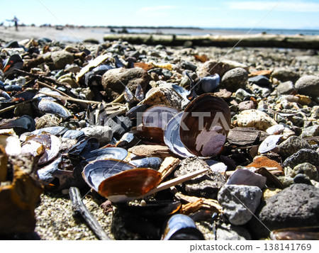 Purple Clamshells Amongst Other Seashells Purple Clamshells Amongst Other Seashells 138141769
