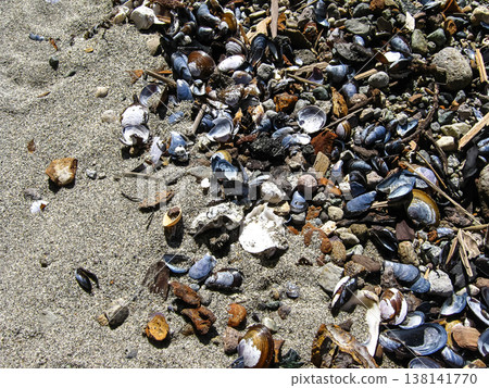 Assortment Of Many Kinds Of Seashells Assortment Of Many Kinds Of Seashells 138141770