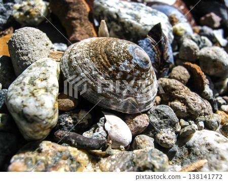 A Limpet's Conical Shell On The Beach A Limpet's Conical Shell On The Beach 138141772