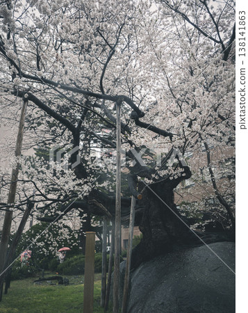 Ishiwari-zakura (Stone-Splitting Cherry Tree) in Morioka City Ishiwari-zakura (Stone-Splitting Cherry Tree) in Morioka City 138141863