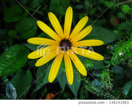 Cheerful Black-Eyed Susan Garden Flowers 138141963