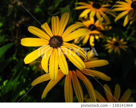 Cheerful Black-Eyed Susan Garden Flowers Cheerful Black-Eyed Susan Garden Flowers 138141964