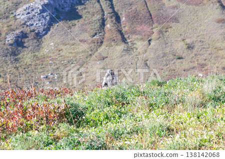 Mount Rainier in summer, Marmot, a prominent mountain in Washington Mount Rainier in summer, Marmot, a prominent mountain in Washington 138142068