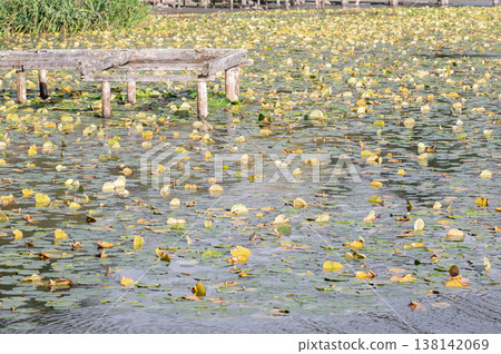 A multitude of water lilies on the lake, wooden footbridges. A multitude of water lilies on the lake, wooden footbridges. 138142069