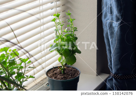A pot with green flowers on the windowsill. A pot with green flowers on the windowsill. 138142076