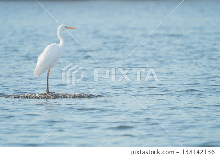 Great Egret Standing in Shallow Water Great Egret Standing in Shallow Water 138142136