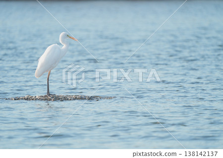 Great Egret Standing in Shallow Water Great Egret Standing in Shallow Water 138142137
