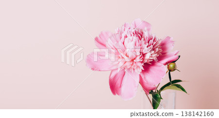 Blooming pink peony flowers on a pastel pink background. Copy Space  138142160