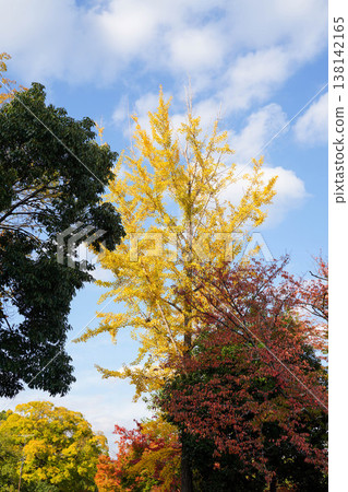 Yellowing ginkgo leaves in the grounds of Kamigamo Shrine Yellowing ginkgo leaves in the grounds of Kamigamo Shrine 138142165