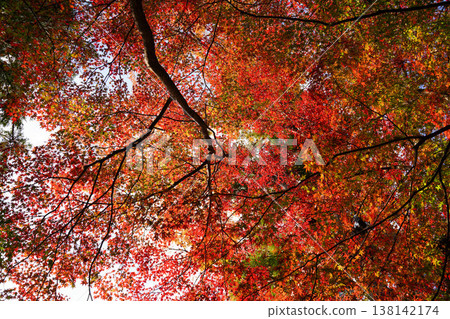 Autumn leaves of maple trees in the grounds of Kamigamo Shrine Autumn leaves of maple trees in the grounds of Kamigamo Shrine 138142174